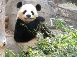 Popular Giant Panda Ling Ling dies