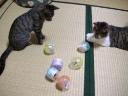 Neko loves Gachapon