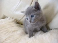 Pedi Japanese Pet Social Networking