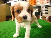 Pedi Japanese Pet Social Networking