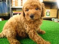 Pedi Japanese Pet Social Networking