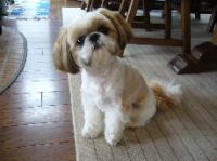 Pedi Japanese Pet Social Networking