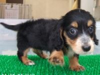 Pedi Japanese Pet Social Networking