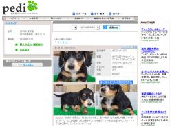 Pedi Japanese Pet Social Networking