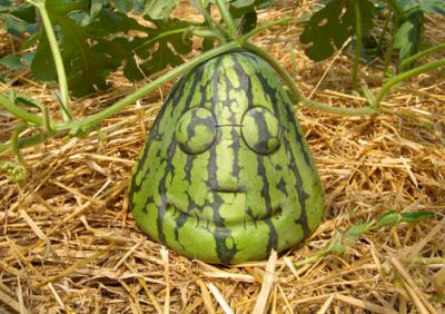 Japanese watermelon face