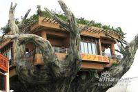 Okinawa tree house restaurant