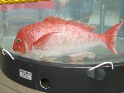 Tai-robot-kun, robotic red snapper