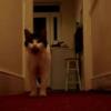 A real Hello Kitty